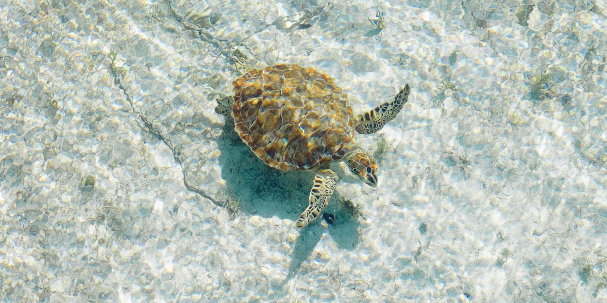 Montage Cay Turtle Bay